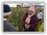 Harvesting corn and beans - June 12, 2019