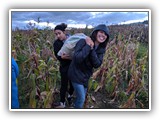 Harvesting corn and beans - June 12, 2019